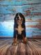 Bernese Mountain Dog Puppies for sale in Springfield, MO, USA. price: $400