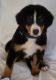 Bernese Mountain Dog Puppies for sale in London, KY, USA. price: $850