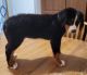 Bernese Mountain Dog Puppies for sale in London, KY, USA. price: $850