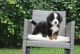 Bernese Mountain Dog Puppies for sale in Fair Play, SC 29643, USA. price: NA