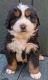 Bernese Mountain Dog Puppies for sale in San Antonio, TX, USA. price: $1,500