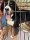 Bernese Mountain Dog Puppies for sale in Rosenberg, TX, USA. price: $800