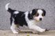 Bernese Mountain Dog Puppies for sale in New York, NY, USA. price: $250
