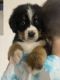 Bernese Mountain Dog Puppies for sale in Clarksville, OH 45113, USA. price: $800