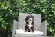 Bernese Mountain Dog Puppies for sale in Fair Play, SC 29643, USA. price: NA