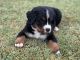 Bernese Mountain Dog Puppies for sale in Amarillo, TX, USA. price: $1,000