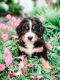 Bernese Mountain Dog Puppies for sale in Lebanon, TN 37087, USA. price: $2,500
