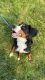Bernese Mountain Dog Puppies for sale in Hagerstown, MD, USA. price: $400