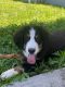 Bernese Mountain Dog Puppies for sale in Trenton, MO 64683, USA. price: $1,500