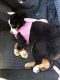 Bernese Mountain Dog Puppies for sale in Dallas, TX, USA. price: $2,000