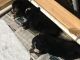 Bernese Mountain Dog Puppies for sale in Sprakers, NY, USA. price: NA
