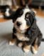 Bernese Mountain Dog Puppies for sale in Viroqua, WI 54665, USA. price: $1,000