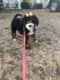 Bernese Mountain Dog Puppies for sale in Tacoma, WA, USA. price: $5,000