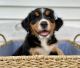 Bernese Mountain Dog Puppies for sale in Eaton, OH 45320, USA. price: NA