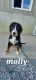Bernese Mountain Dog Puppies for sale in New Haven, IN, USA. price: NA