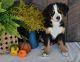 Bernese Mountain Dog Puppies for sale in Nappanee, IN 46550, USA. price: NA