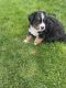 Bernese Mountain Dog Puppies for sale in Whitelaw, WI 54247, USA. price: $2,000