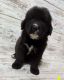 Bernese Mountain Dog Puppies for sale in Tilden, NE 68781, USA. price: $800