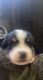 Bernese Mountain Dog Puppies for sale in Bryan, TX, USA. price: $500
