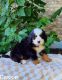 Bernese Mountain Dog Puppies for sale in Nappanee, IN 46550, USA. price: NA