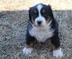 Bernese Mountain Dog Puppies for sale in Tennessee City, TN 37055, USA. price: $270