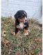 Bernese Mountain Dog Puppies for sale in NJ-27, Edison, NJ, USA. price: $300