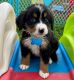 Bernese Mountain Dog Puppies for sale in Dobson, NC 27017, USA. price: NA