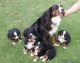 Bernese Mountain Dog Puppies for sale in Cedar City, UT, USA. price: $750