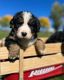 Bernese Mountain Dog Puppies for sale in Durango, CO, USA. price: $2,000