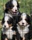 Bernese Mountain Dog Puppies