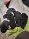 Bernese Mountain Dog Puppies for sale in Southworth, WA 98366, USA. price: $2,550
