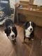 Bernese Mountain Dog Puppies for sale in Naugatuck, CT 06770, USA. price: NA