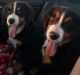 Bernese Mountain Dog Puppies for sale in Westminster, MD, USA. price: $650