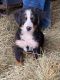 Bernese Mountain Dog Puppies for sale in Baltic, OH 43804, USA. price: NA