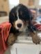 Bernese Mountain Dog Puppies for sale in Rochester, MN 55901, USA. price: $1,900