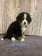 Bernese Mountain Dog Puppies for sale in El Reno, OK, USA. price: $400