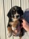 Bernese Mountain Dog Puppies for sale in Shakopee, MN, USA. price: $900