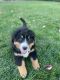 Bernese Mountain Dog Puppies for sale in 2692 CA-45, Glenn, CA 95943, USA. price: NA