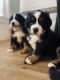 Bernese Mountain Dog Puppies for sale in Richmond, KY 40475, USA. price: $600