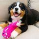 Bernese Mountain Dog Puppies for sale in New Yorkweg, 1334 NA Almere, Netherlands. price: 300 EUR