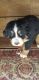 Bernese Mountain Dog Puppies for sale in Utica, PA 16362, USA. price: NA