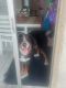 Bernese Mountain Dog Puppies for sale in Port Richey, FL 34668, USA. price: NA