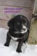 Bernese Mountain Dog Puppies for sale in Waterloo, ON, Canada. price: NA
