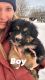 Bernese Mountain Dog Puppies for sale in Climax, MI 49034, USA. price: $500
