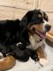 Bernese Mountain Dog Puppies for sale in Exeter, RI, USA. price: $3,400