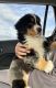Bernese Mountain Dog Puppies for sale in Dormont, PA, USA. price: $600