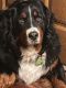 Bernese Mountain Dog Puppies for sale in Morrison, IL 61270, USA. price: $2,000