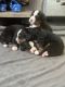 Bernese Mountain Dog Puppies for sale in Grant, MI 49327, USA. price: $1,800