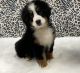 Bernese Mountain Dog Puppies for sale in Dundee, OH 44624, USA. price: NA