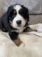 Bernese Mountain Dog Puppies for sale in Morrison, IL 61270, USA. price: $2,000